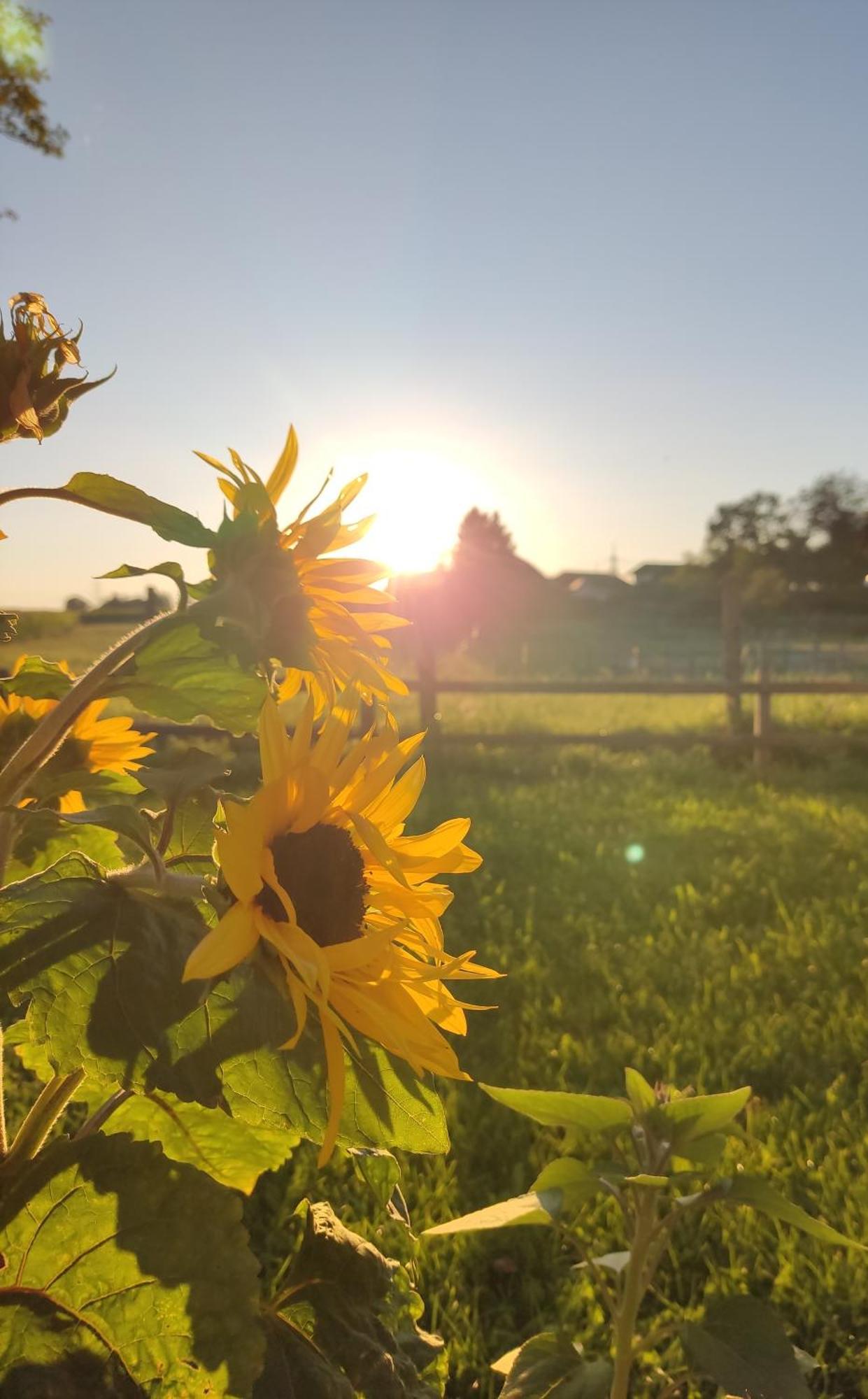 Die Sonnenblume Sankt Kanzian am Klopeiner See Exterior photo